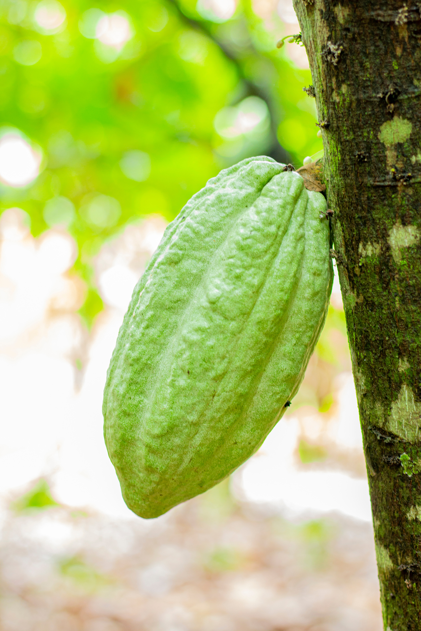Green Cocoa